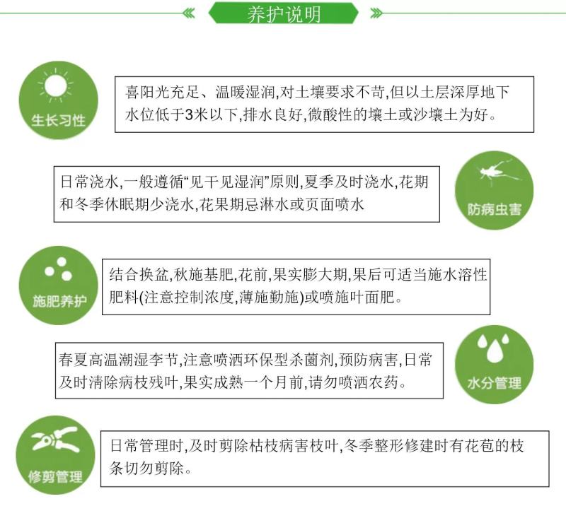 正宗鸡蛋果树苗蛋黄果树苗名贵仙桃水果树苗盆栽地栽带土带叶