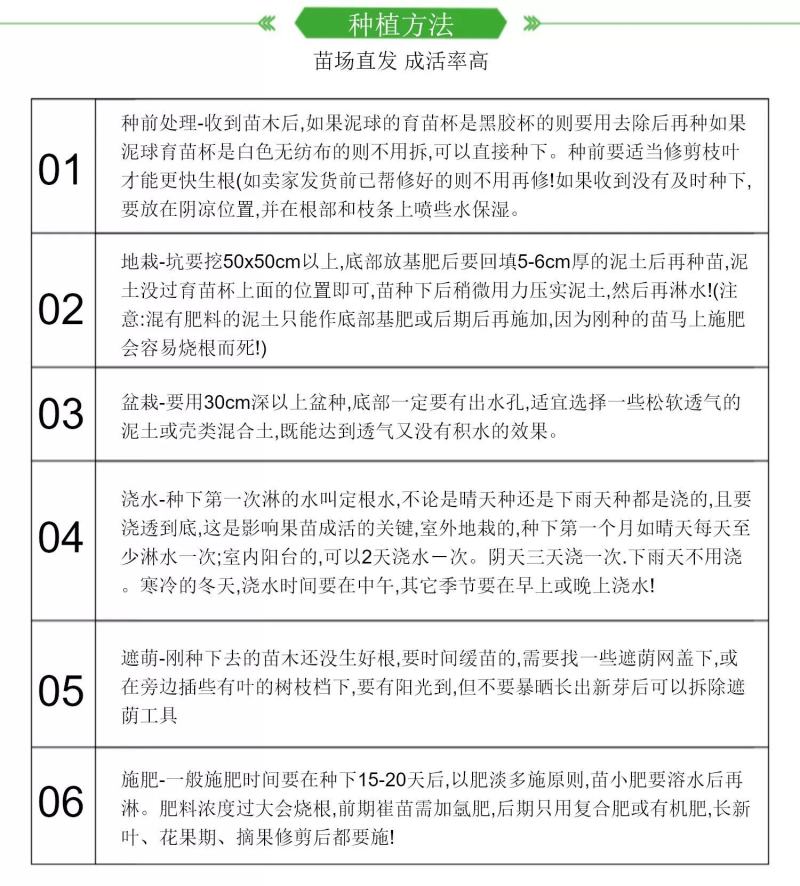 正宗鸡蛋果树苗蛋黄果树苗名贵仙桃水果树苗盆栽地栽带土带叶