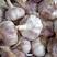 紫皮大蒜，蒜种，品质优良