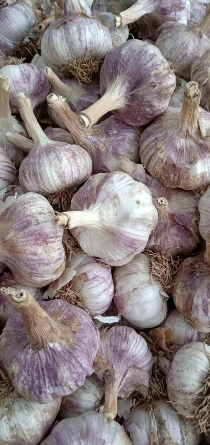 紫皮大蒜，蒜种，品质优良