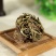 卷柏九死还魂草九死草产地直发量大货好