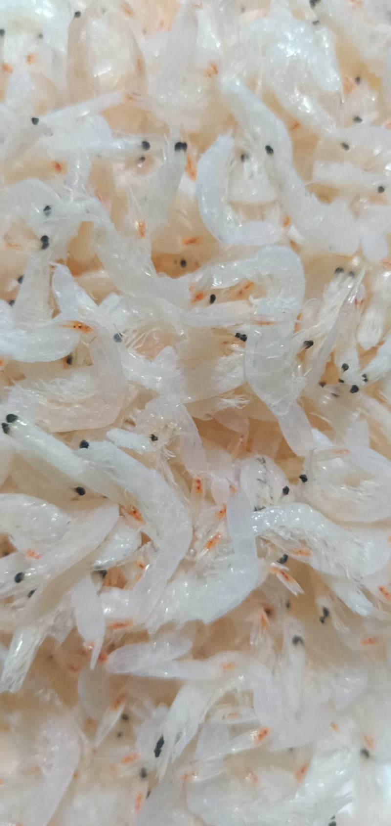 淡干无盐的虾皮，清库存，产地直发批发不包运费