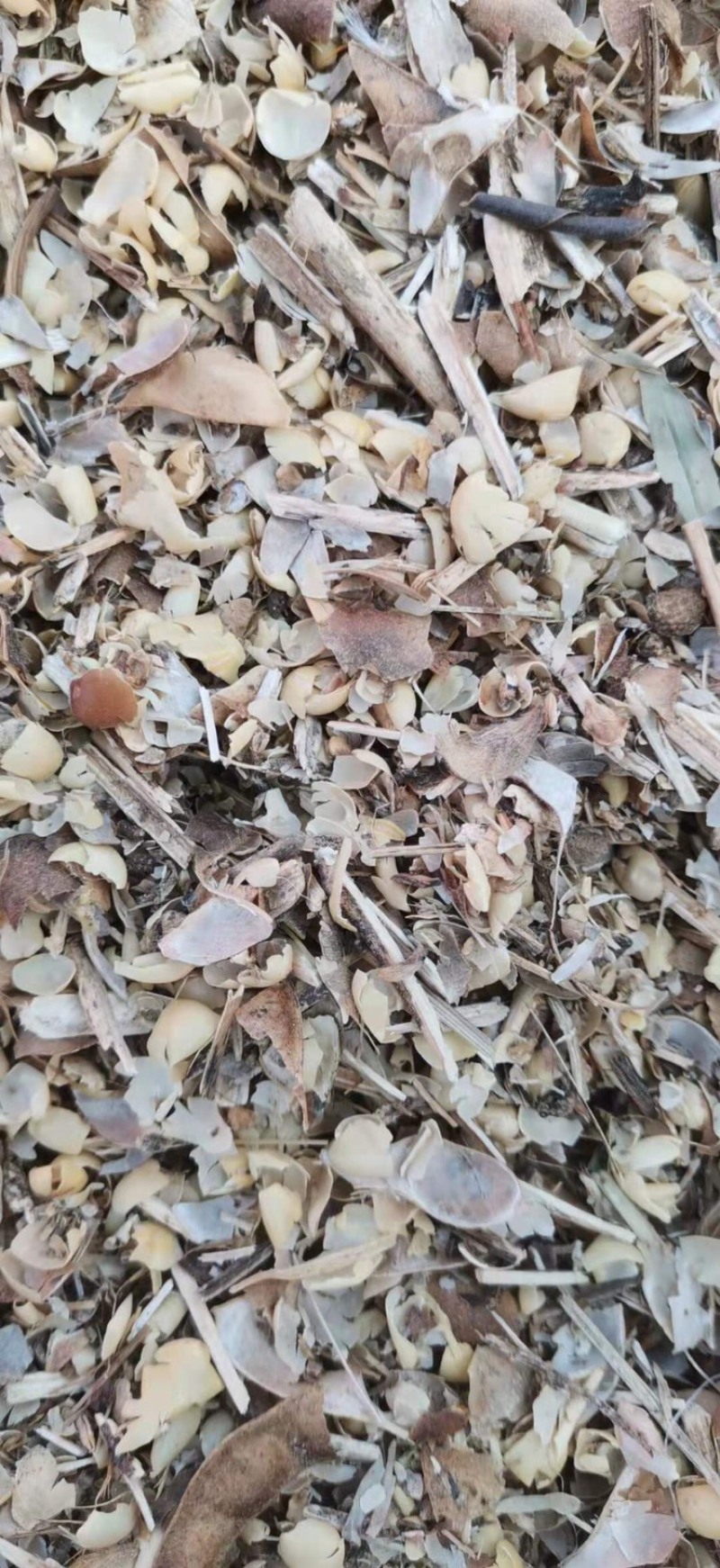 黄豆秸秆（豆荚皮）适口性好蛋白质高无土无膜价格低廉质量好