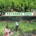 橘子树苗砂糖橘苗蜜桔丑橘果苗室内外盆栽地栽南北方种植当年