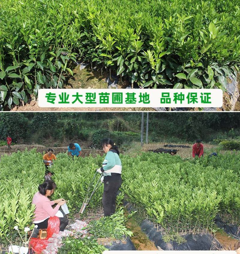 橘子树苗砂糖橘苗蜜桔丑橘果苗室内外盆栽地栽南北方种植当年