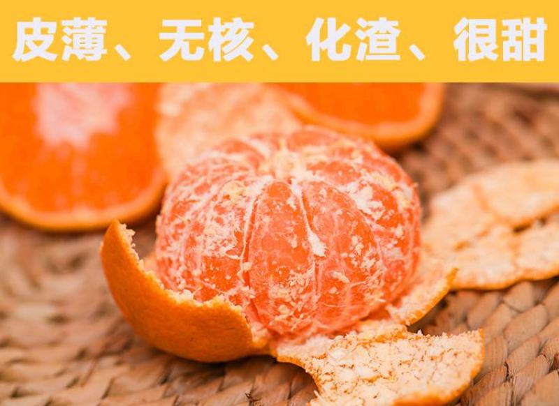 橘子树苗砂糖橘苗蜜桔丑橘果苗室内外盆栽地栽南北方种植当年