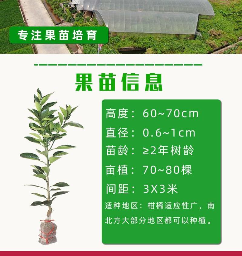 橘子树苗砂糖橘苗蜜桔丑橘果苗室内外盆栽地栽南北方种植当年