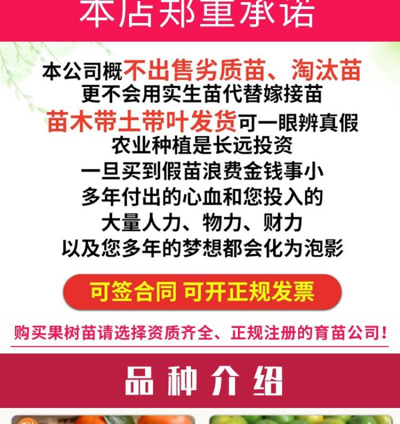 橘子树苗砂糖橘苗蜜桔丑橘果苗室内外盆栽地栽南北方种植当年