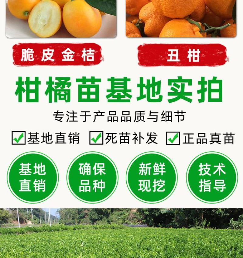 橘子树苗砂糖橘苗蜜桔丑橘果苗室内外盆栽地栽南北方种植当年