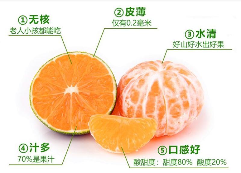 橘子树苗砂糖橘苗蜜桔丑橘果苗室内外盆栽地栽南北方种植当年