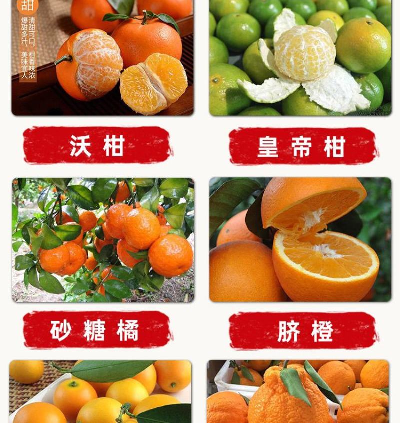 橘子树苗砂糖橘苗蜜桔丑橘果苗室内外盆栽地栽南北方种植当年