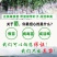 橘子树苗砂糖橘苗蜜桔丑橘果苗室内外盆栽地栽南北方种植当年