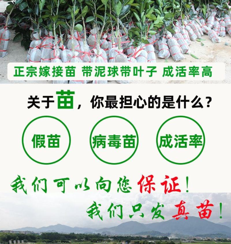 橘子树苗砂糖橘苗蜜桔丑橘果苗室内外盆栽地栽南北方种植当年