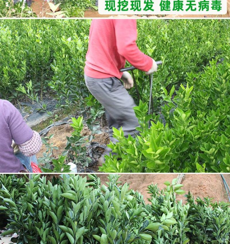 橘子树苗砂糖橘苗蜜桔丑橘果苗室内外盆栽地栽南北方种植当年