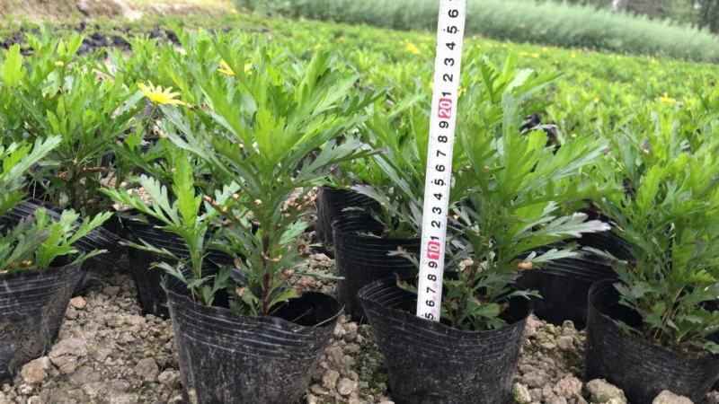 四川成都温江出售大量精品木春菊绿化木春菊
