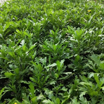 四川成都温江出售大量精品木春菊绿化木春菊