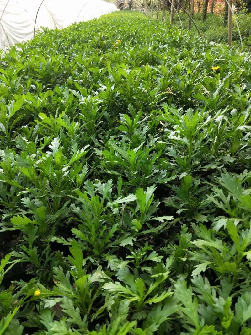四川成都温江出售大量精品木春菊绿化木春菊