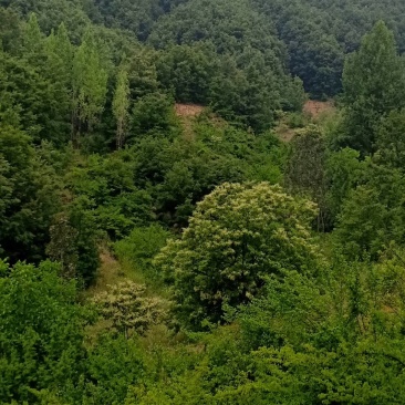 荒山，林坡地，流转50年。