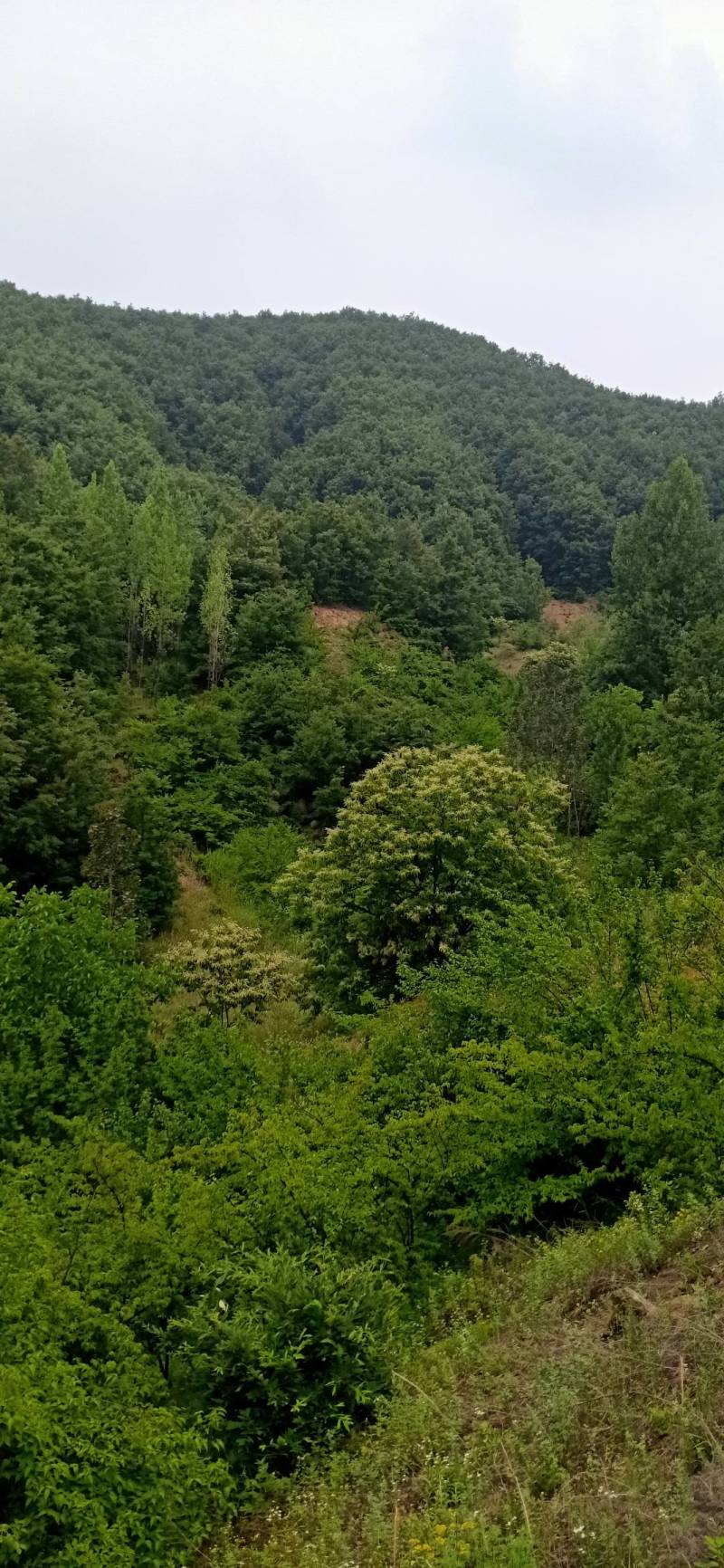 荒山，林坡地，流转50年。