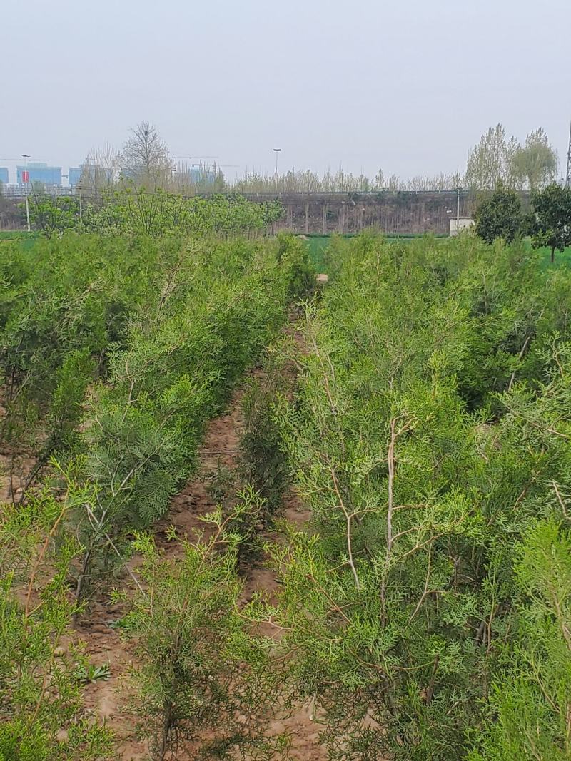 侧柏树1米-2米有需要联系