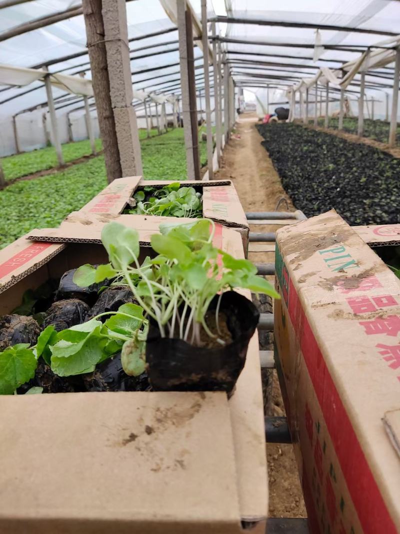 二月兰多年生植物基地直供，全国统一发货，诚信合作