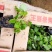 二月兰多年生植物基地直供,全国统一发货,诚信合作