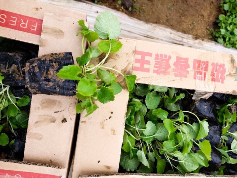 二月兰多年生植物基地直供，全国统一发货，诚信合作