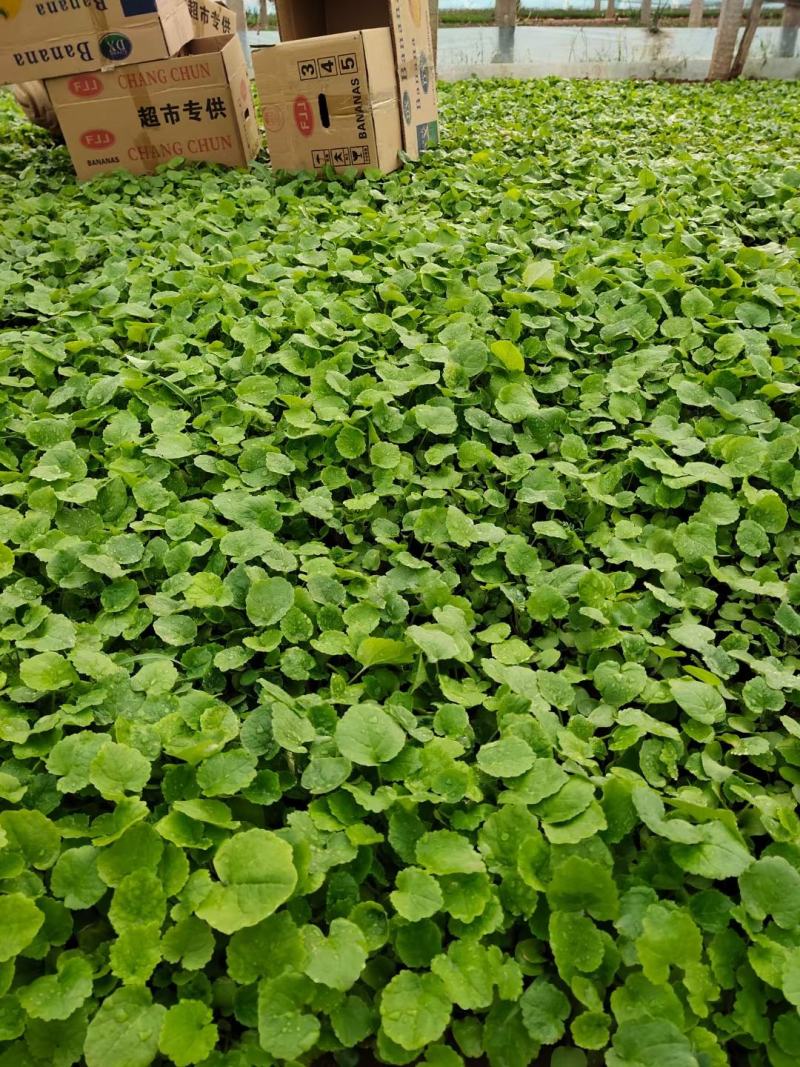 二月兰多年生植物基地直供，全国统一发货，诚信合作