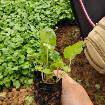 二月兰多年生植物基地直供,全国统一发货,诚信合作