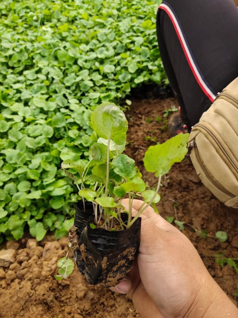 二月兰多年生植物基地直供，全国统一发货，诚信合作