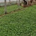 二月兰多年生植物基地直供,全国统一发货,诚信合作