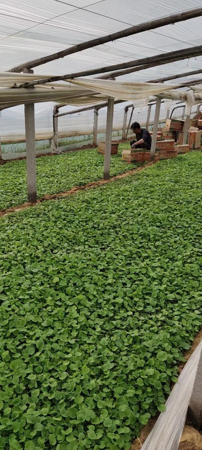 二月兰多年生植物基地直供，全国统一发货，诚信合作