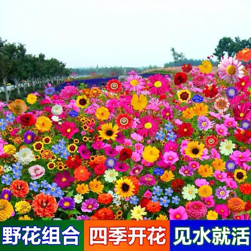 四季开花易活花种籽子花草花卉格桑花七彩波斯菊花种子野花组