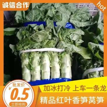 红叶莴笋大量上市，真诚期待你们的光临