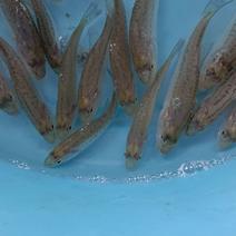 加洲鲈鱼苗，一手货源，场地直销，良种快大，量大从优，欢迎