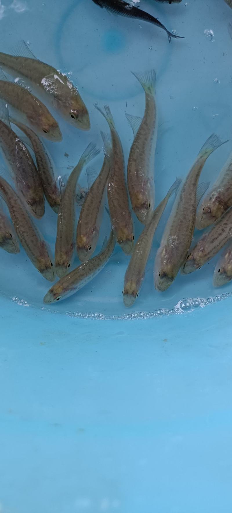 加洲鲈鱼苗，一手货源，场地直销，良种快大，量大从优，欢迎