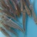 加洲鲈鱼苗，一手货源，场地直销，良种快大，量大从优，欢迎