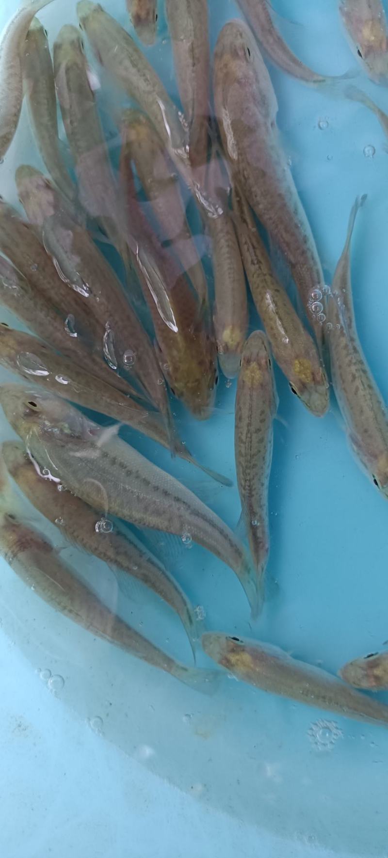 加洲鲈鱼苗，一手货源，场地直销，良种快大，量大从优，欢迎