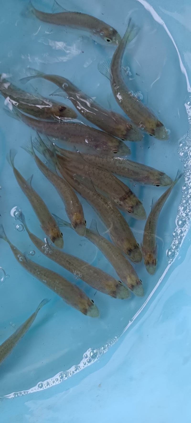 加洲鲈鱼苗，一手货源，场地直销，良种快大，量大从优，欢迎