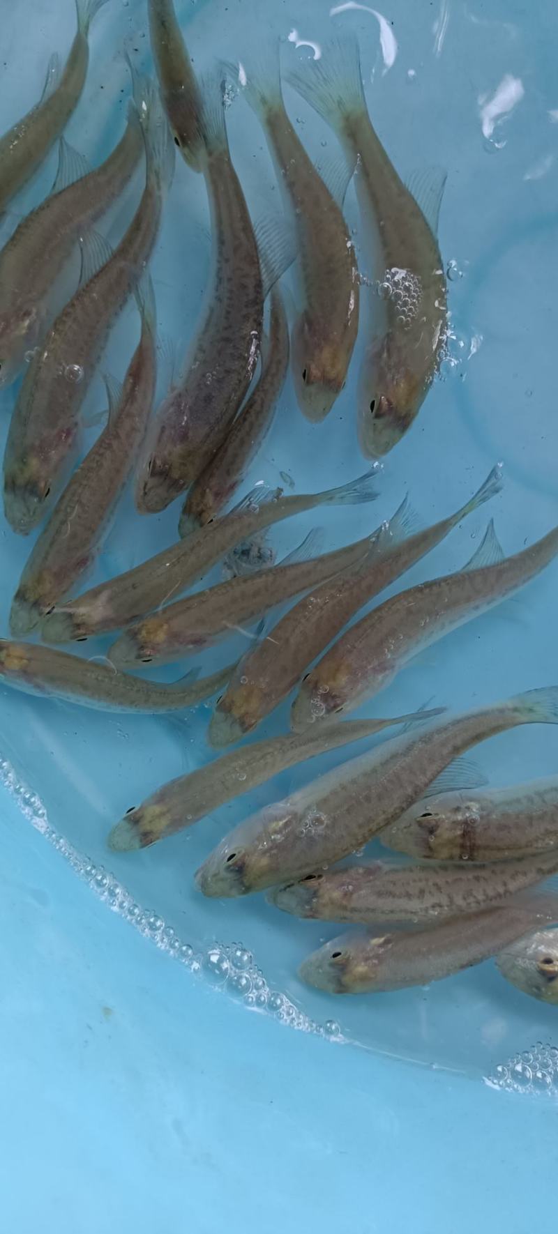 加洲鲈鱼苗，一手货源，场地直销，良种快大，量大从优，欢迎