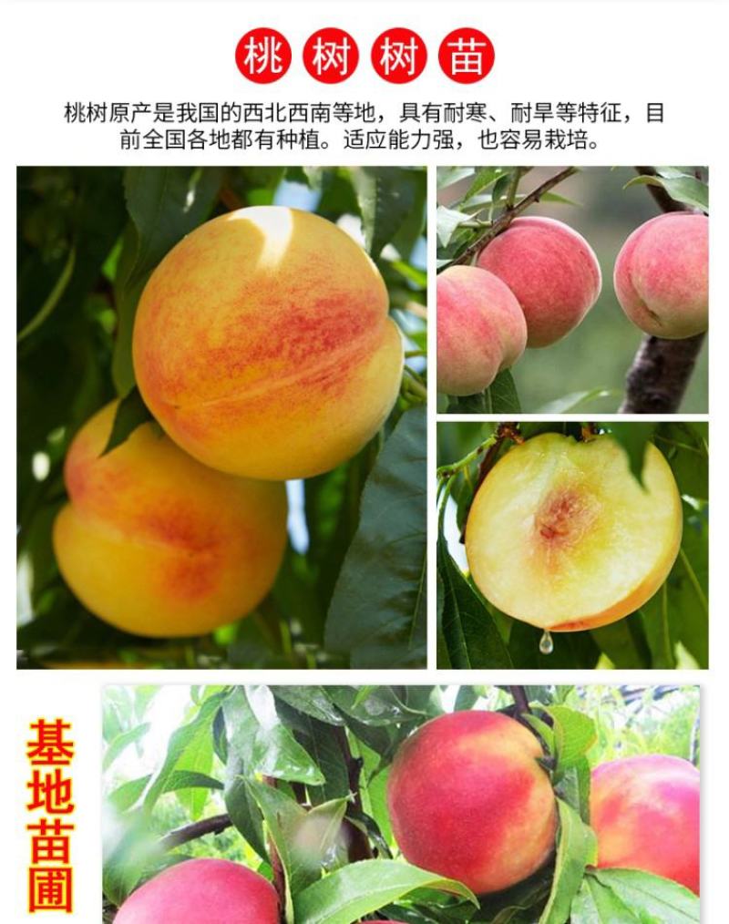 嫁接鹰嘴桃苗当年结果血桃油桃水蜜桃树苗黄桃树苖冬桃树果苗