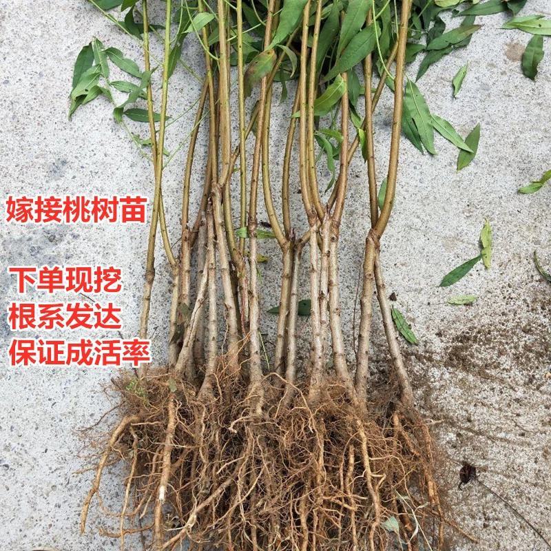 嫁接鹰嘴桃苗当年结果血桃油桃水蜜桃树苗黄桃树苖冬桃树果苗