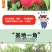 嫁接鹰嘴桃苗当年结果血桃油桃水蜜桃树苗黄桃树苖冬桃树果苗