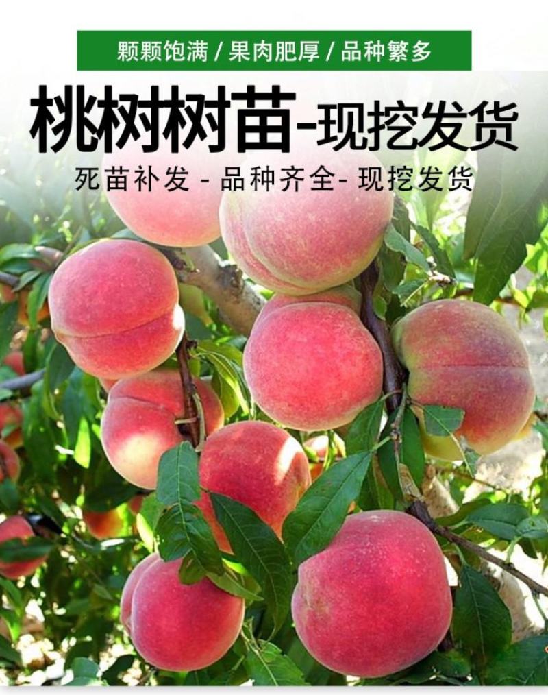 嫁接鹰嘴桃苗当年结果血桃油桃水蜜桃树苗黄桃树苖冬桃树果苗