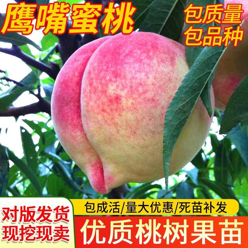 嫁接鹰嘴桃苗当年结果血桃油桃水蜜桃树苗黄桃树苖冬桃树果苗