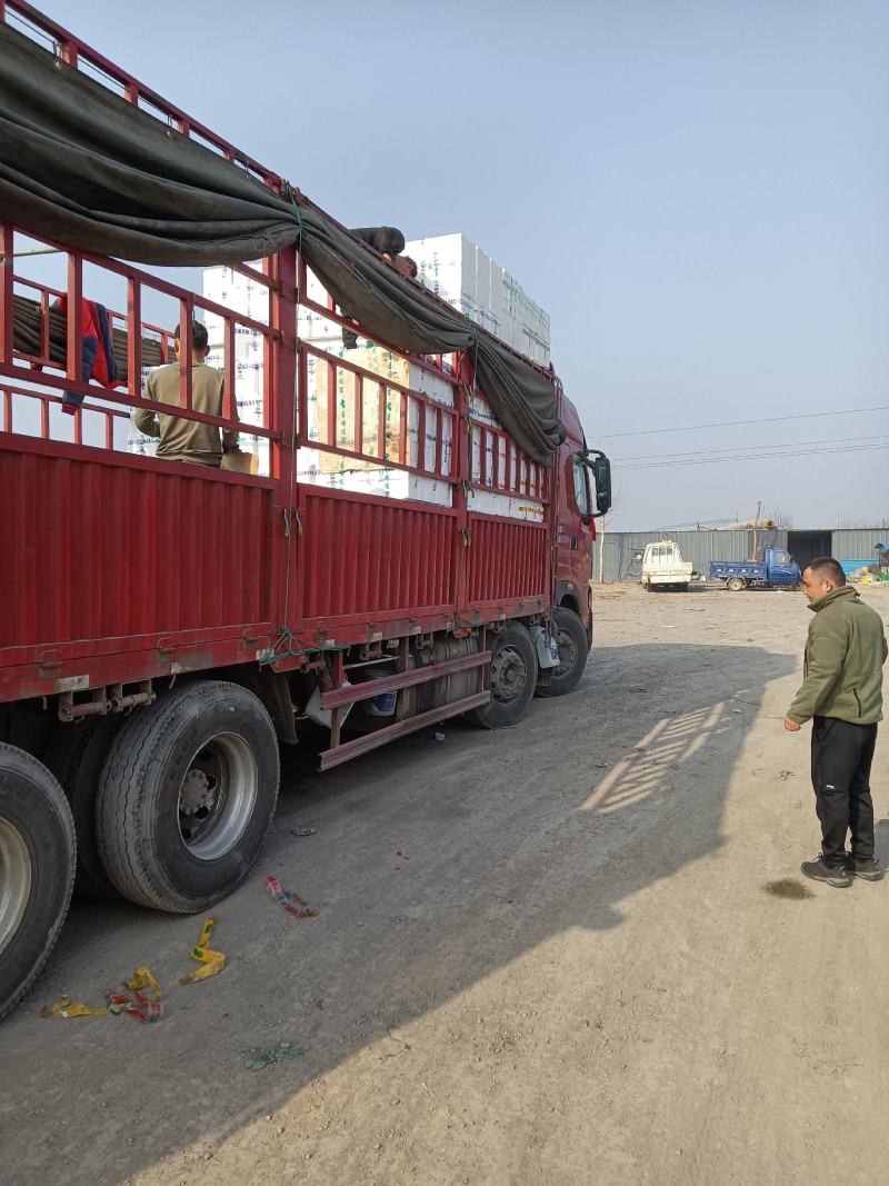 山东寿光基地大量上市精品苦瓜，货源充足，全国发货