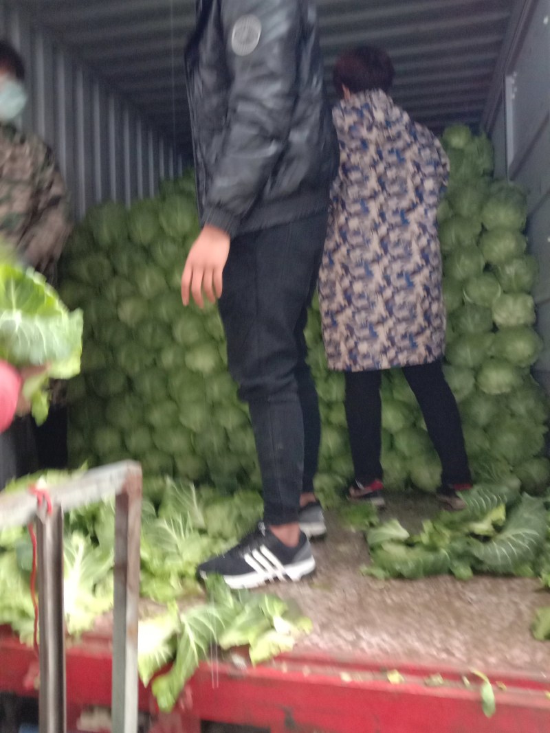 山东郯城精品甘蓝大量上市，散装袋装都有，一条龙服务
