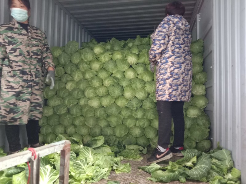 山东郯城精品甘蓝大量上市，散装袋装都有，一条龙服务