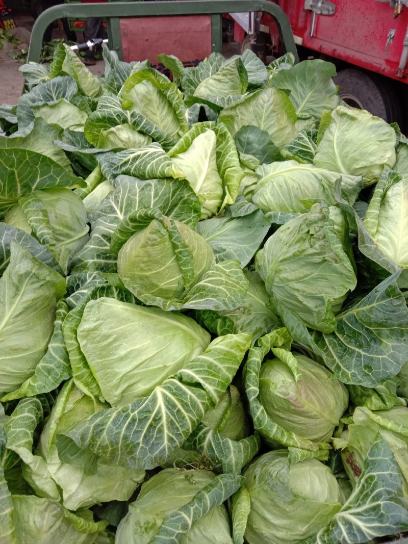 山东郯城精品甘蓝大量上市，散装袋装都有，一条龙服务