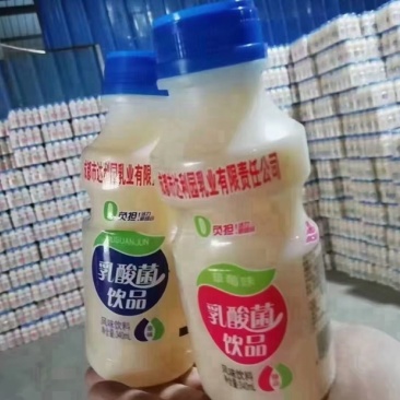 跑江湖地摊达利园乳酸菌340ml*12瓶乳酸菌风味饮品